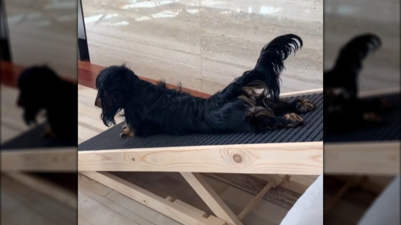 A black dachshund lying flat on a dog ramp.