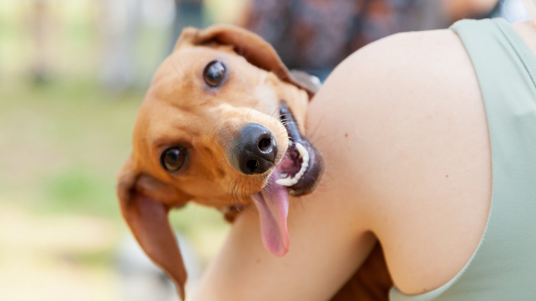 A brown dachshund with its tongue sticking out poking its head over its owner's shoulder.