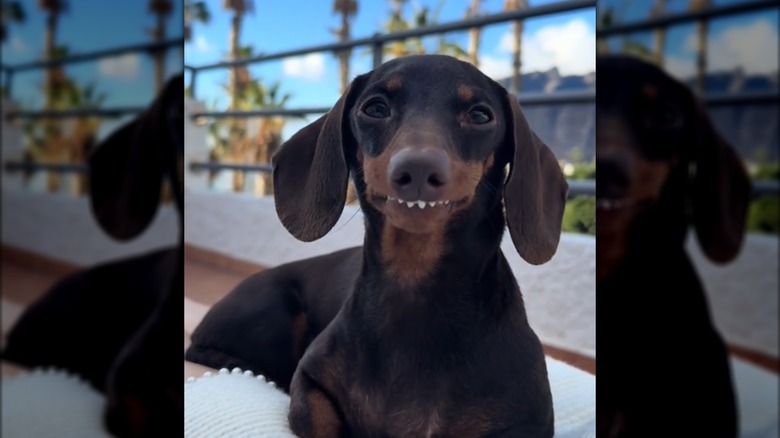 A small dachshund with visible white teeth sitting outdoors.