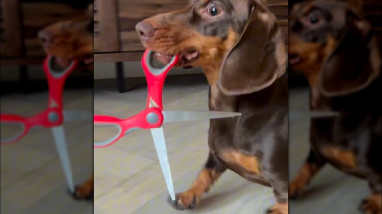 A dachshund with red scissors in its mouth.
