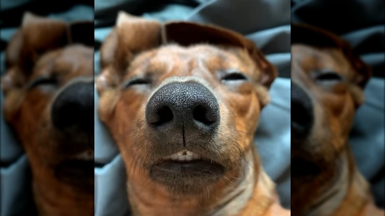 A dachshund lying on its back with its eyes closed.