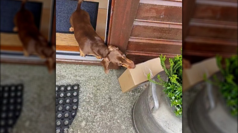 A brown dachshund nibbling a large carboard box in a doorway.