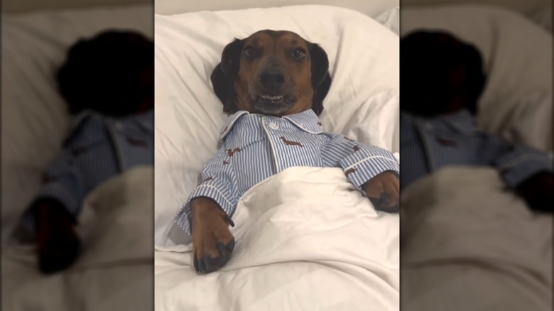 A dachshund in a blue button-down shirt lying in bed.