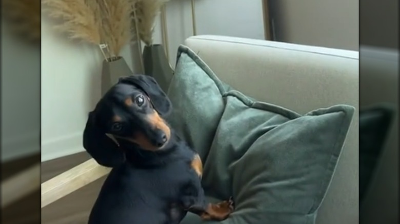A dachshund resting its front paws on a green pillow.