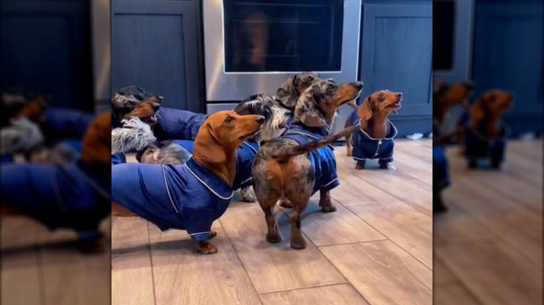 Multiple dachshunds in matching blue pajamas.