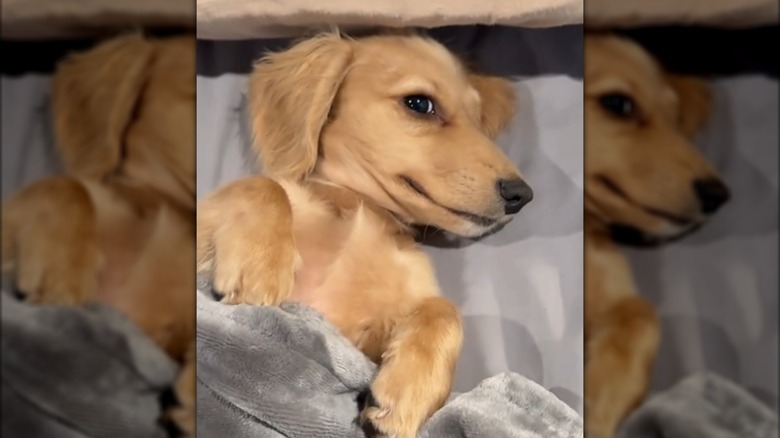 A blond dachshund lying in bed under a blanket.