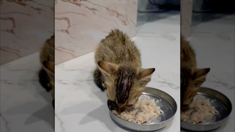A cat eating rice and chicken out of a bowl