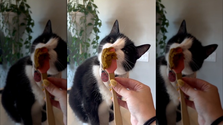 A black-and-white cat eating pumpkin off of a spatula