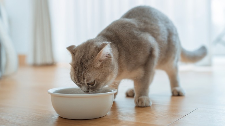 A cat eating out of a bowl