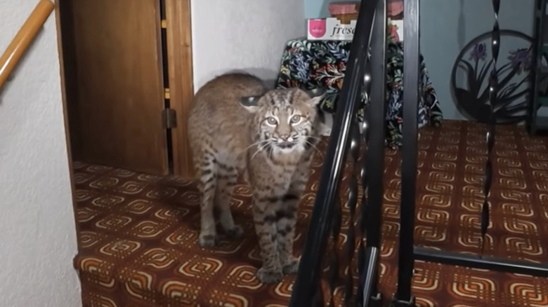 A bobcat broke into a house in Kirkland, Washington