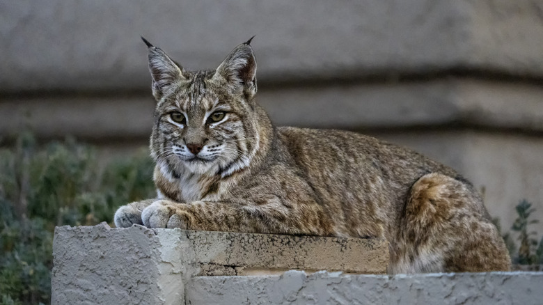 A bobcat laying on a wall.