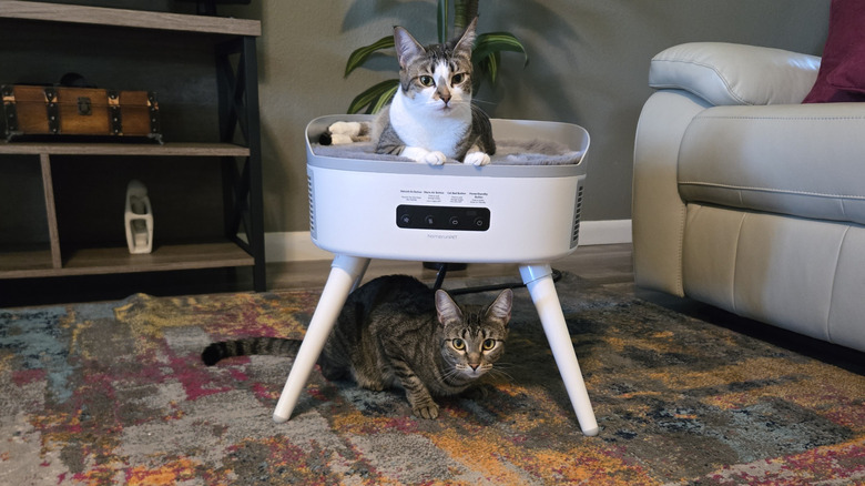 Cat sitting atop space heater, another cat below it