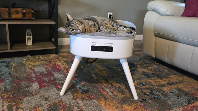 Cat sitting on pet-friendly space heater in living room