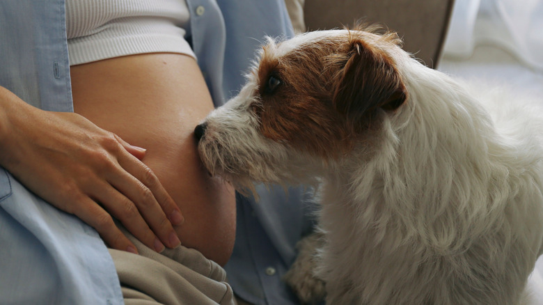 A dog sniffs a pregnant woman's belly.
