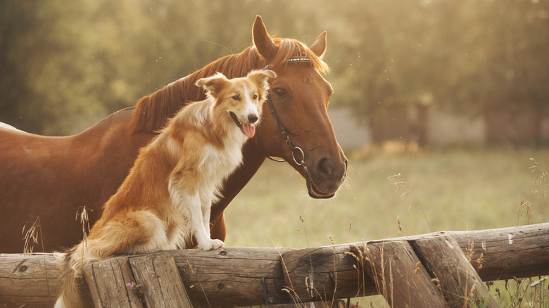 Bordor collie sitting on fence next to horse nearby