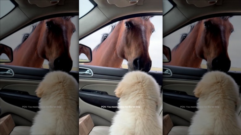 Walter the golden retriever meeting a horse in a car