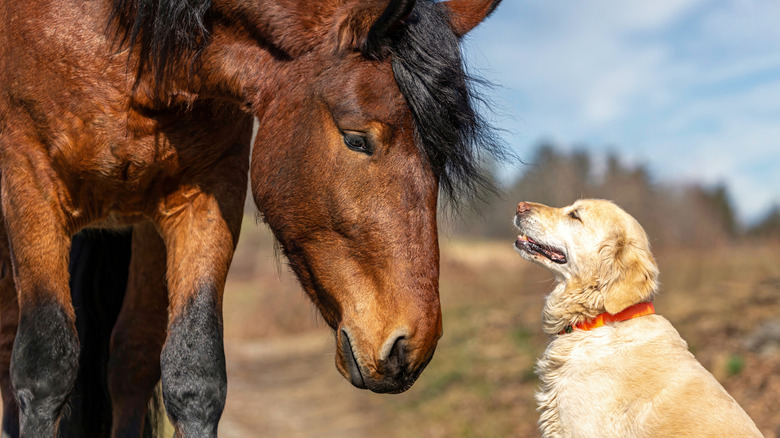 Horse looking down at friendly golden retriever
