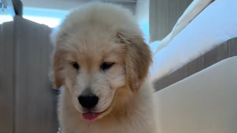 A golden retriever puppy named Walter looking at the floor