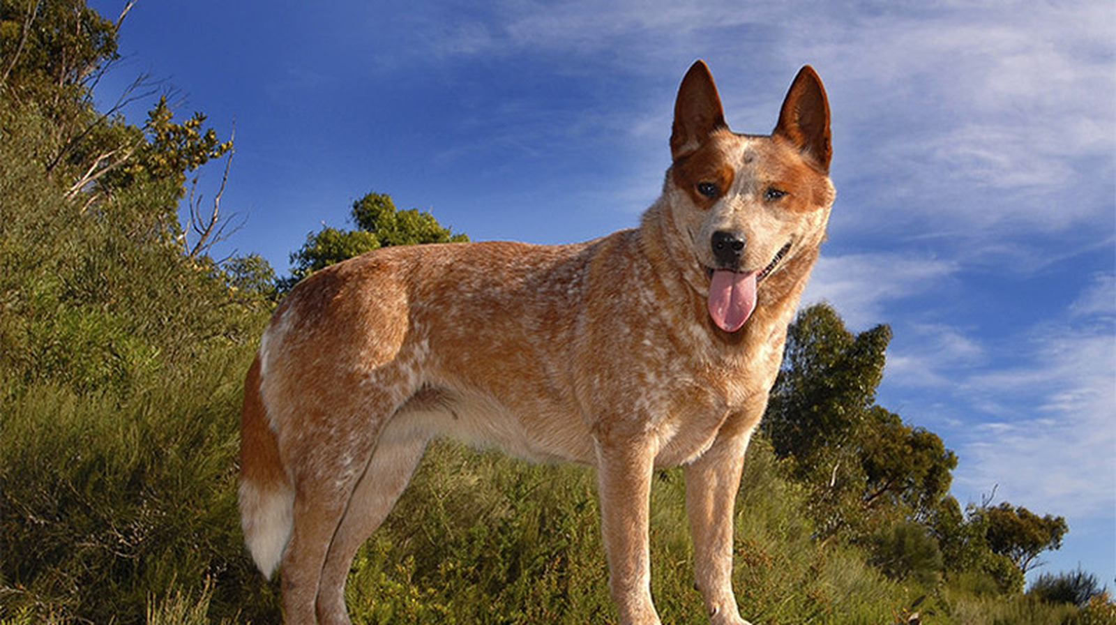 Heeler dog discount