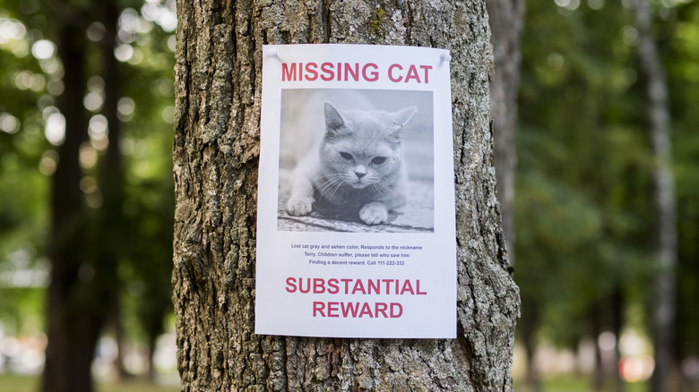 A lost cat sign pinned to a tree