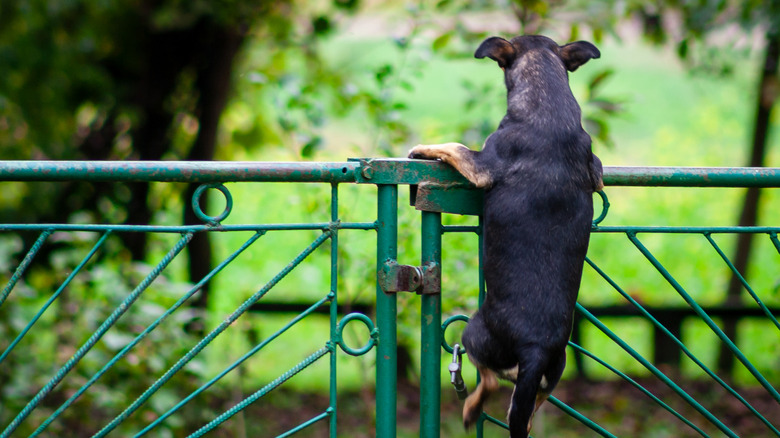 A small dog trying to climb a fence