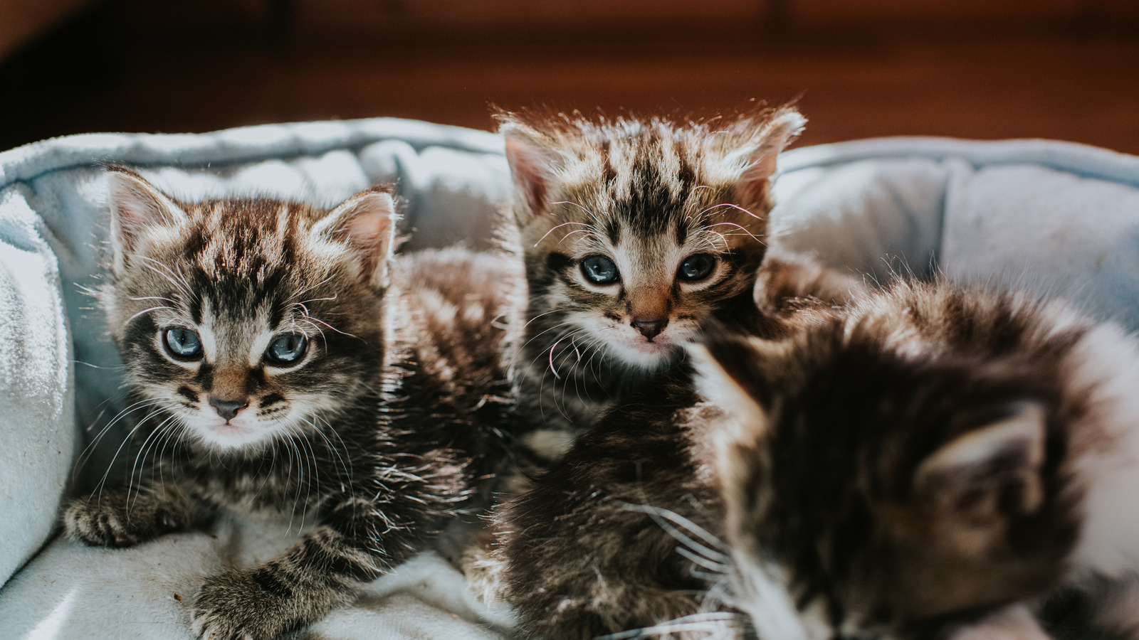 View of How Many Kittens Should You Expect Your Pregnant Cat To Have? It ...