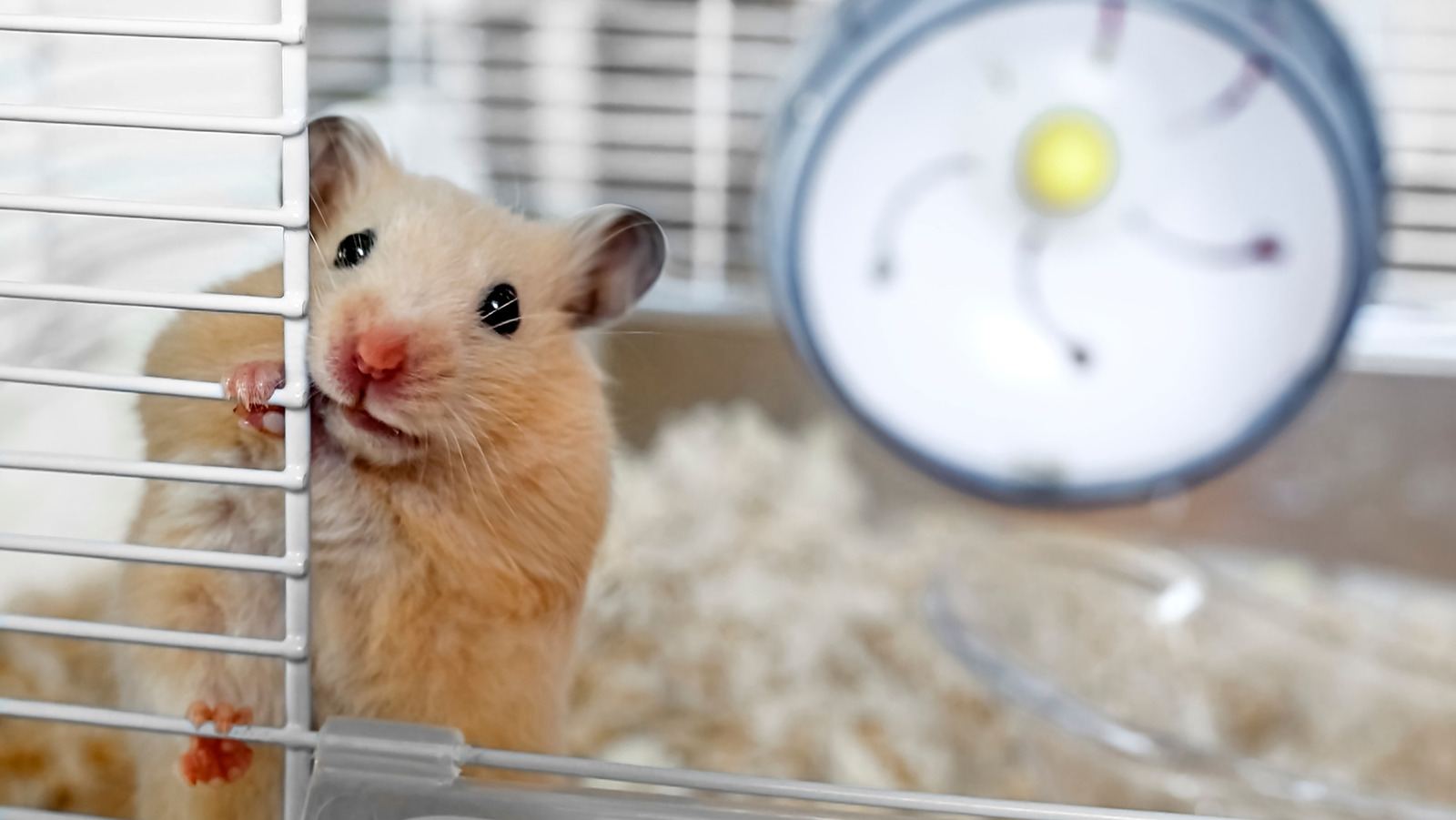 how to clean a hamster