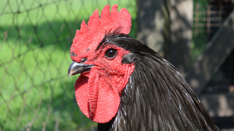 A black Australorp rooster's comb and wattle