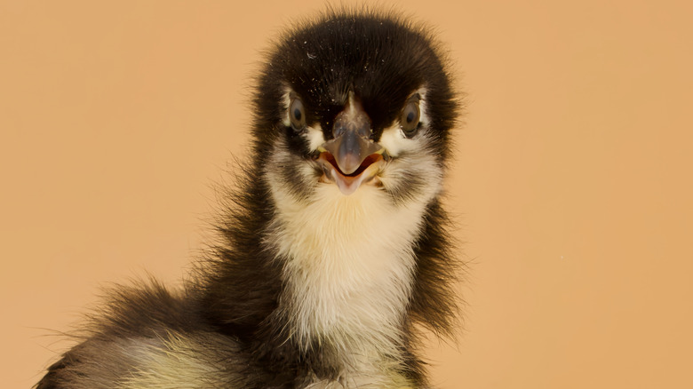Surprised looking black Australorp chick