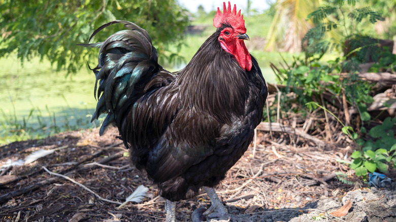 A mighty black Australorp rooster surveying its domain