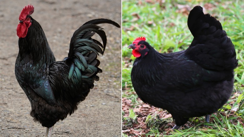 A black Australorp rooster and a black Australorp hen pictured side-by-side in a split-screen