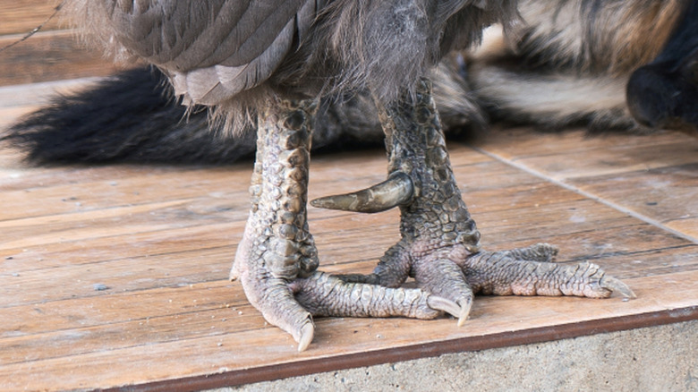 A black Australorp rooster's leg spur