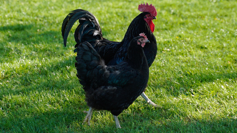 A black Australorp hen walking next to a black Australorp rooster, their feathers on display