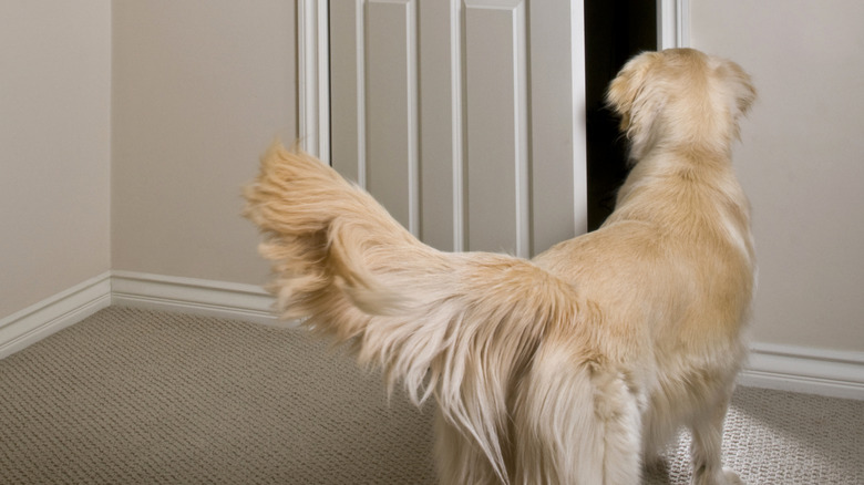 A golden retriever looks curiously into the gap of a slightly open door