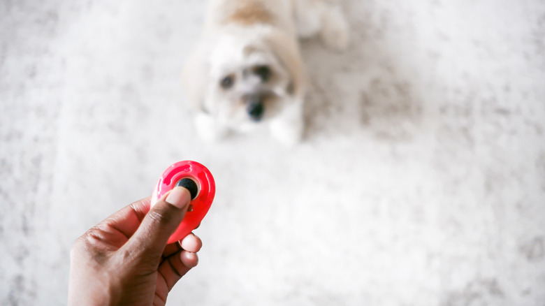 A woman's hand is in sharp focus as she is poised to click a training clicker, as a small white dog looks on in the background.