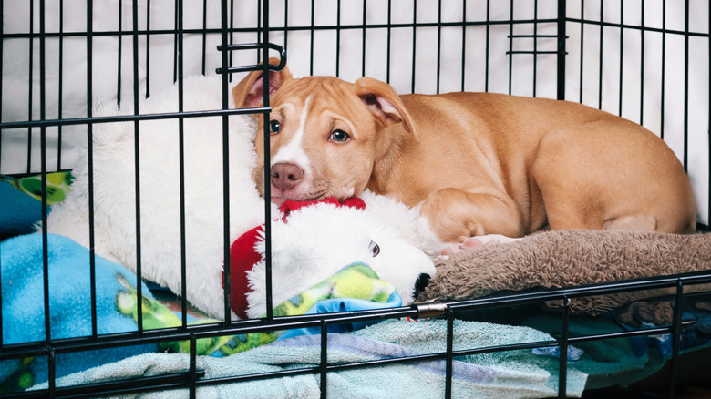 A pit-mix puppy lies inside a comfortable-looking crate with a bed, a blanket, and a toy