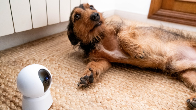A wirehair dachshund lies on the floor near a security camera, looking guilty.