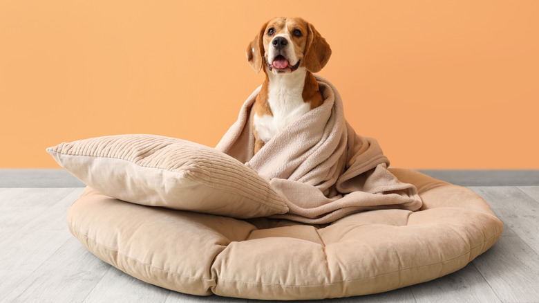 A cute beagle sits up in a dog bed, with a pillow and blanket