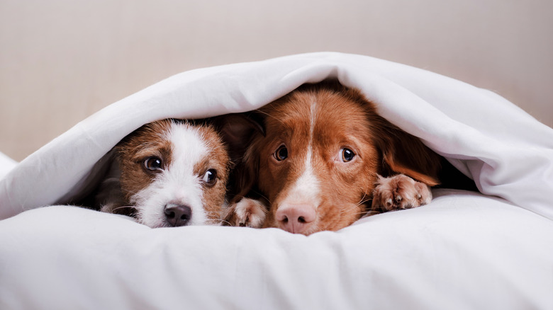 Two cute, small pups looking out from beneath a blanket