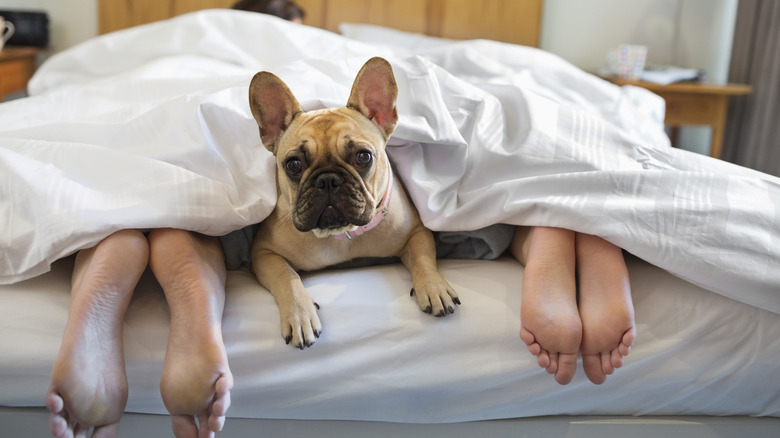 A French bulldog peeks out from under a blanket between feet