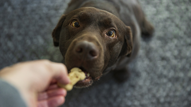 A chocolate Labrador retriever gently takes a treat from a hand
