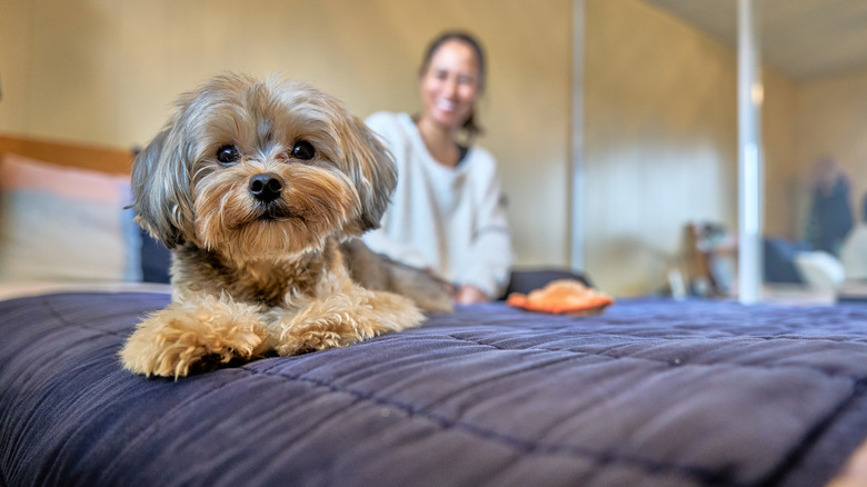 A Yorkshire terrier sits on a blue bedspread, with a woman smiling in the background