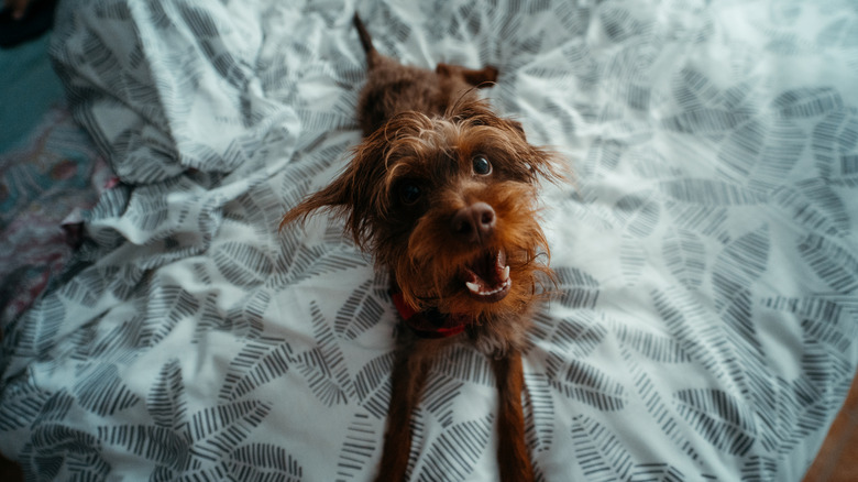 A small, wiry-haired terrier lays on a bed