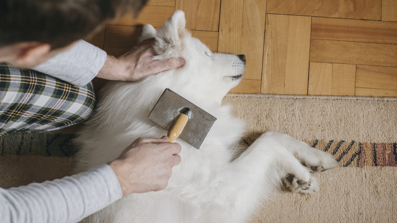 Brushing a white dog