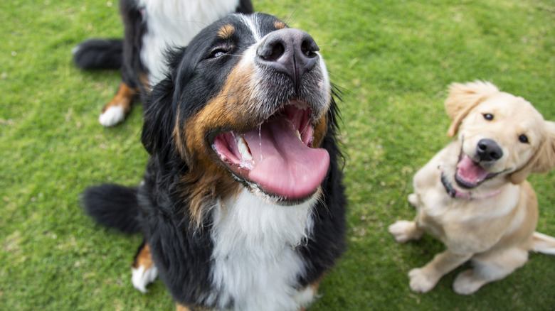 Happy dogs, off-leash in the dog park