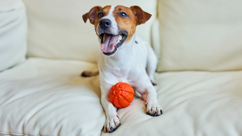 Happy jack russell terrier on a couch with a red ball