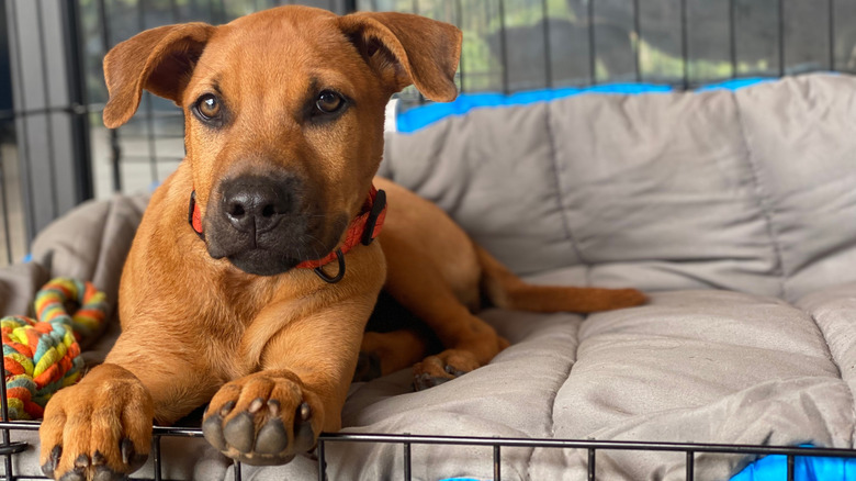 Puppy resting in a cozy crate