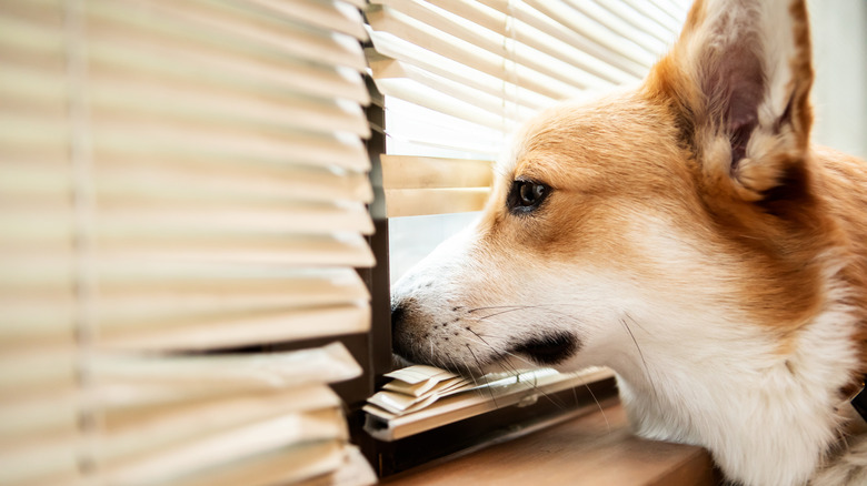 Corgi looking out a window with blinds lowered