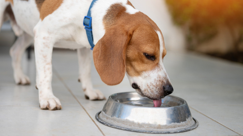 Beagle drinking from its water bowl