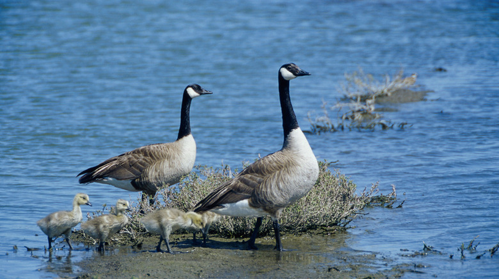 Is Canadian Geese Correct